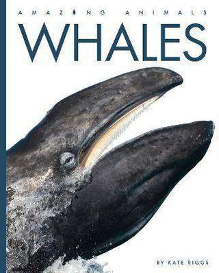 Amazing Animals : Whales