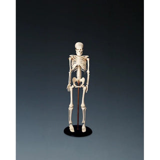 My First Skeleton : Tiny Tim