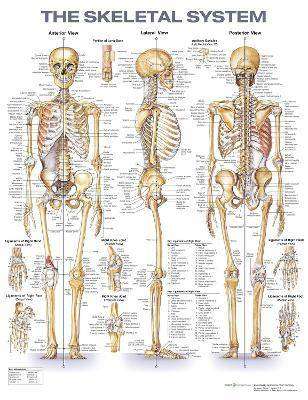 The Skeletal System : Laminated Chart