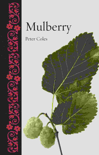 Mulberry