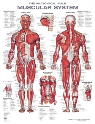 The Anatomical Male Muscular System Chart : Laminated