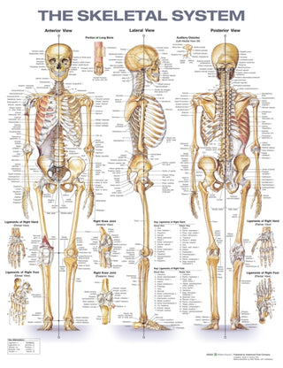 The Skeletal System : Laminated Chart