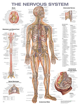 The Nervous System Chart : Laminated