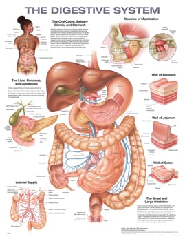 The Digestive System Chart