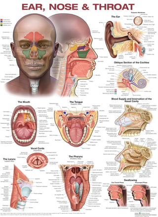 Ear, Nose, and Throat Anatomical Chart : Laminated