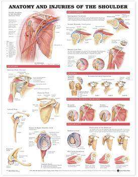 Anatomy and Injuries of the Shoulder Chart : Heavy Paper