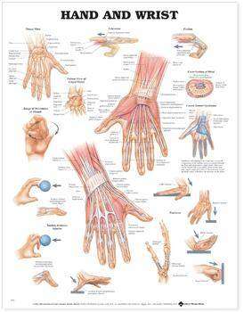 Hand and Wrist Chart Laminated