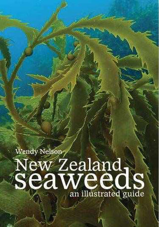 New Zealand Seaweeds : An Illustrated Guide