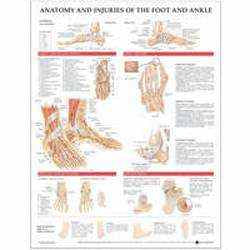 Anatomy and Injuries of the Foot and Ankle : Laminated Chart