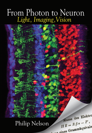 From Photon to Neuron: Light Imaging Vision