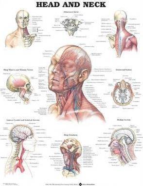 Head and Neck Chart Paper