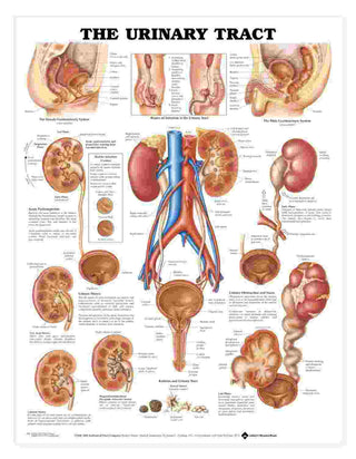 The Urinary Track Chart : Heavy Paper