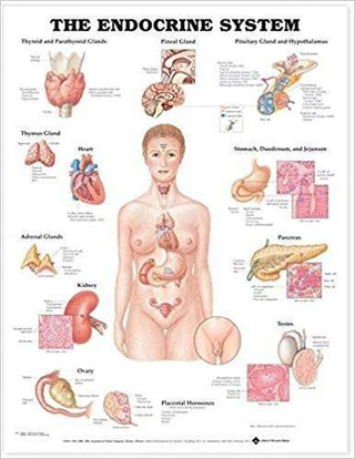 The Endocrine System Chart : Heavy Paper