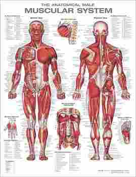 The Anatomical Male Muscular System Chart : Laminated